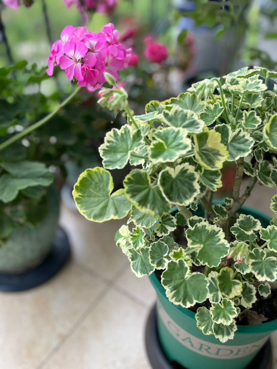 阳台花园|银边天竺葵 这一盆是邻居家没养好,放来我家抢救的,刚拿来的