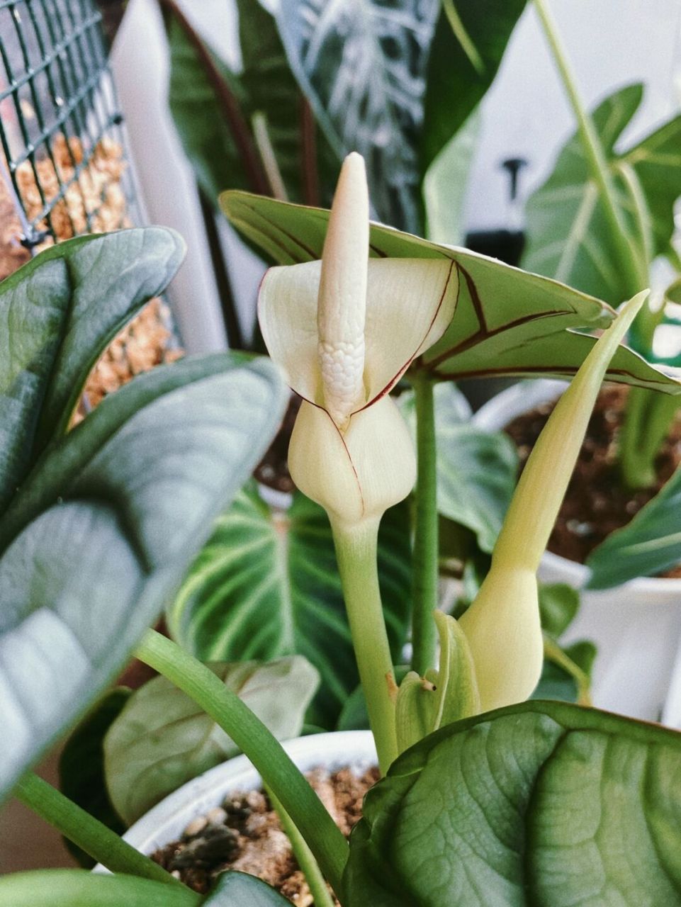 白犀牛开花超美呀 每一朵花都值得期待, 白犀牛开花也有自己的特点