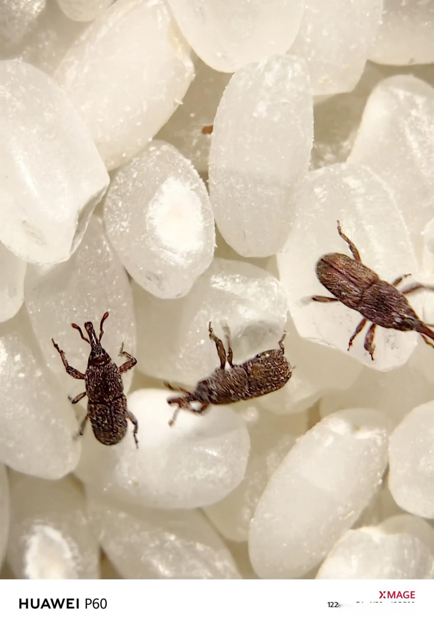虫子好恶心 粮食该如何防虫 小心这种小虫子 想吃斗米虫