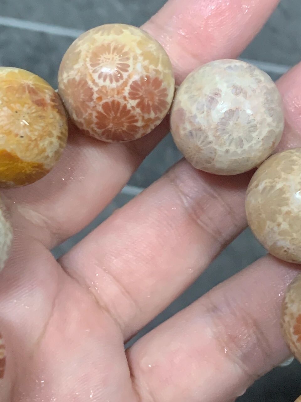 珊瑚玉#泡水前后对比太大了吧