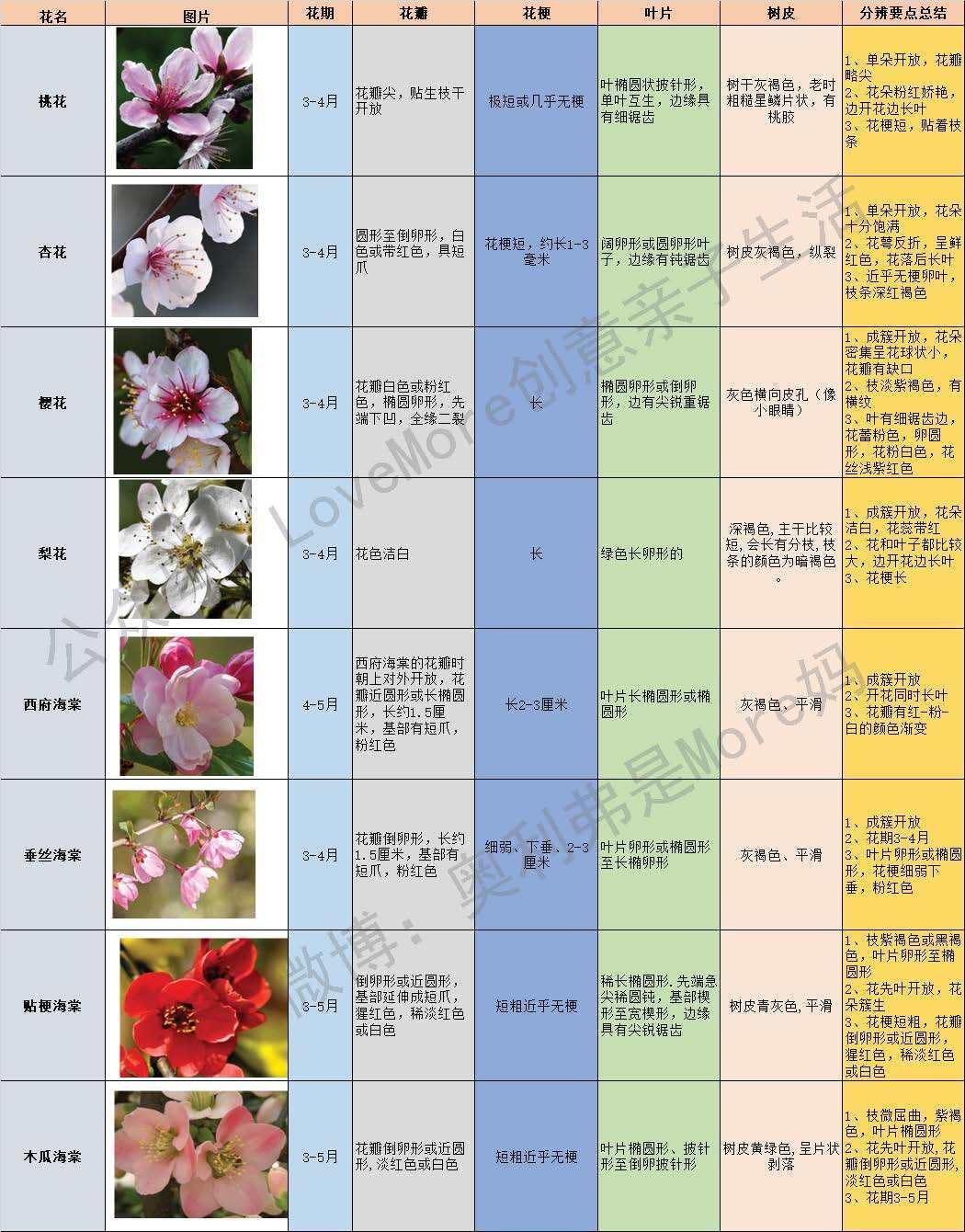 一张图分辨桃花,杏花,樱花,梨,海棠