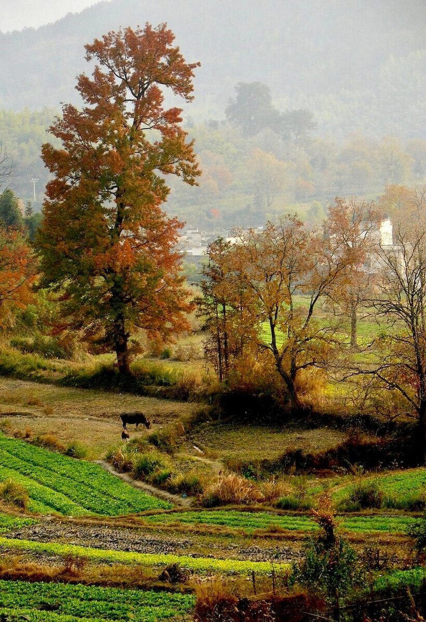 大坪村,藏着少有人知的晚秋彩林 大坪村地处距成都68公里的崇州北部