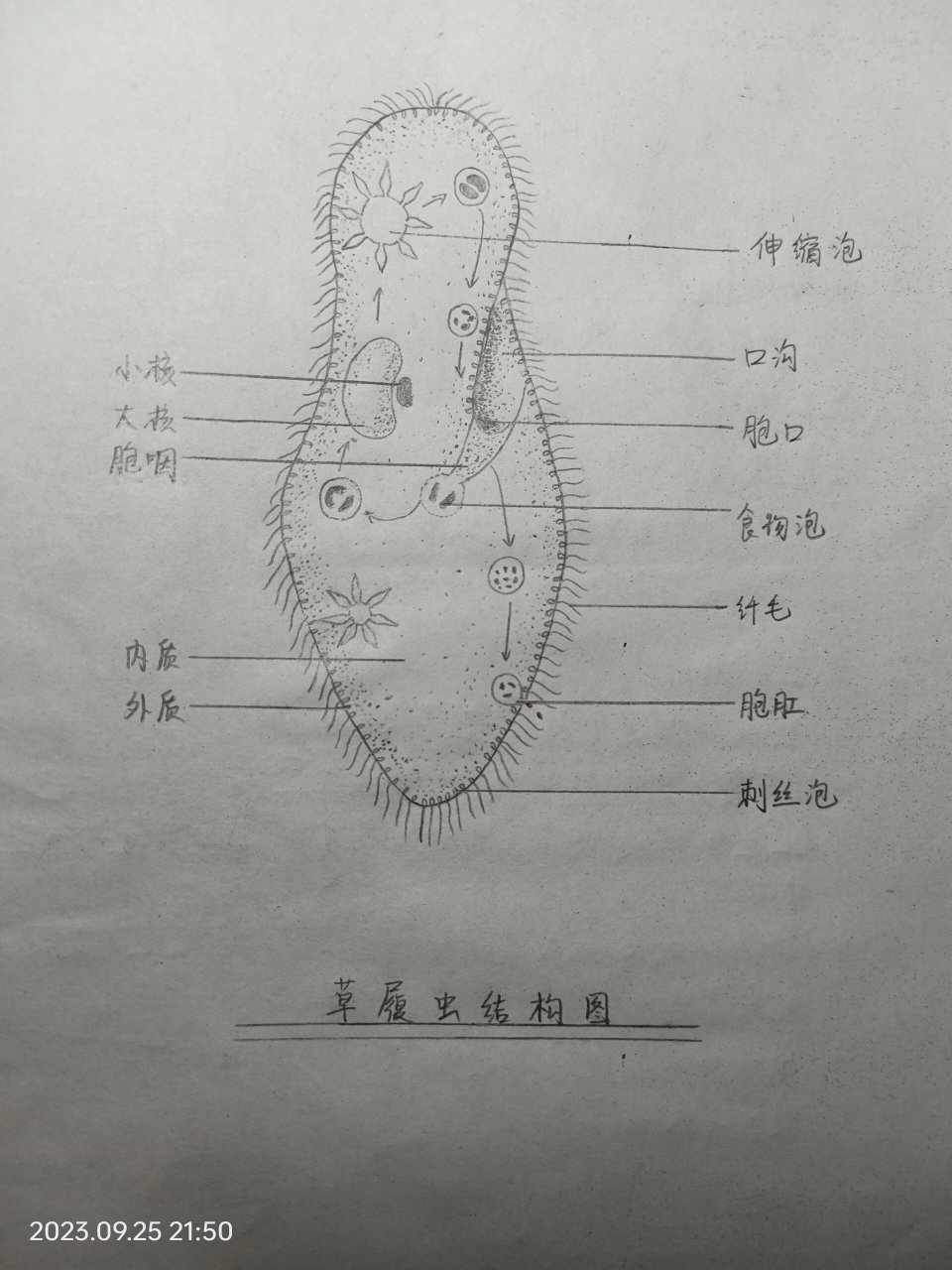 草履虫的结构图细胞图片