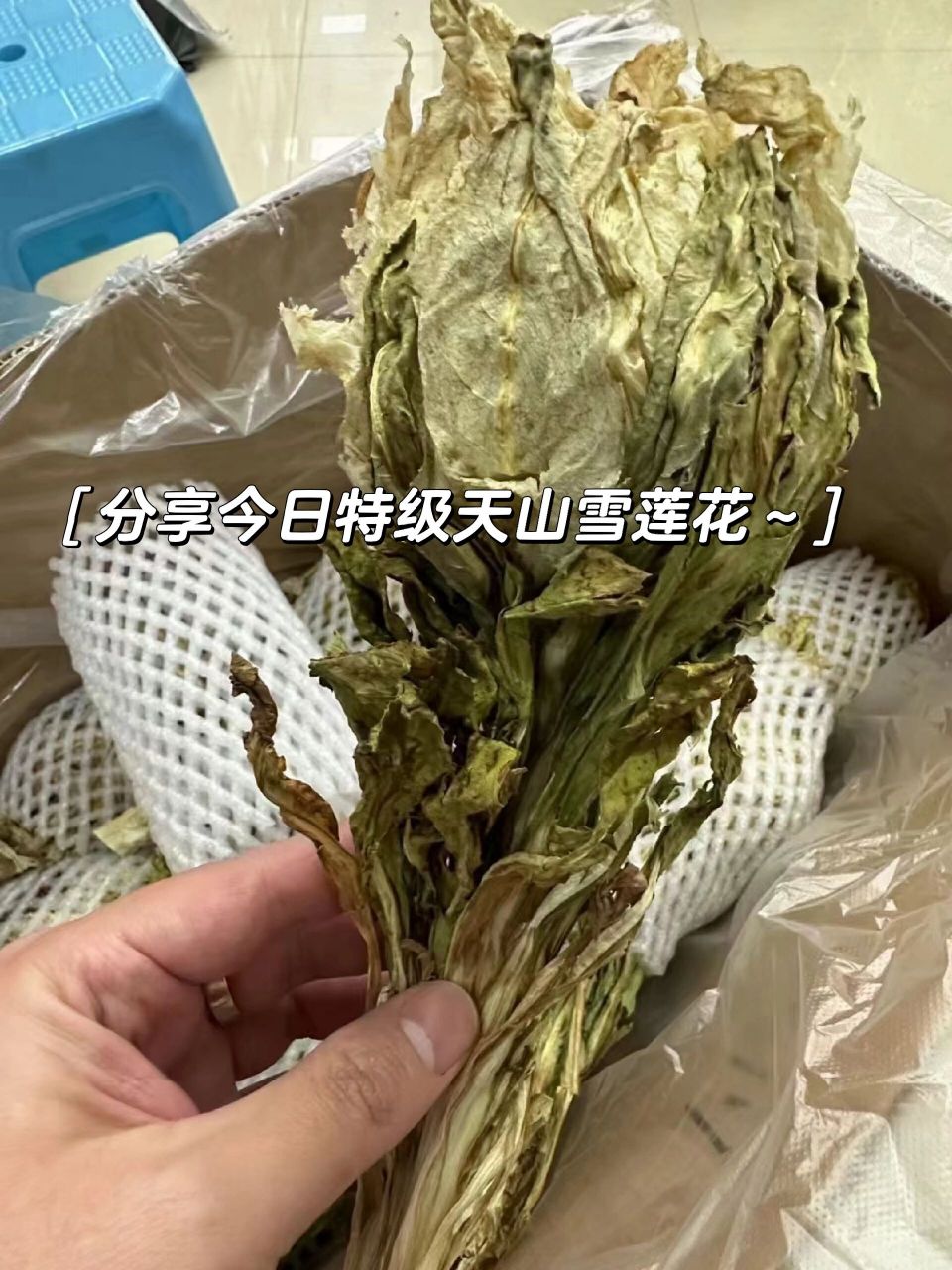 天山雪莲的作用与功效图片