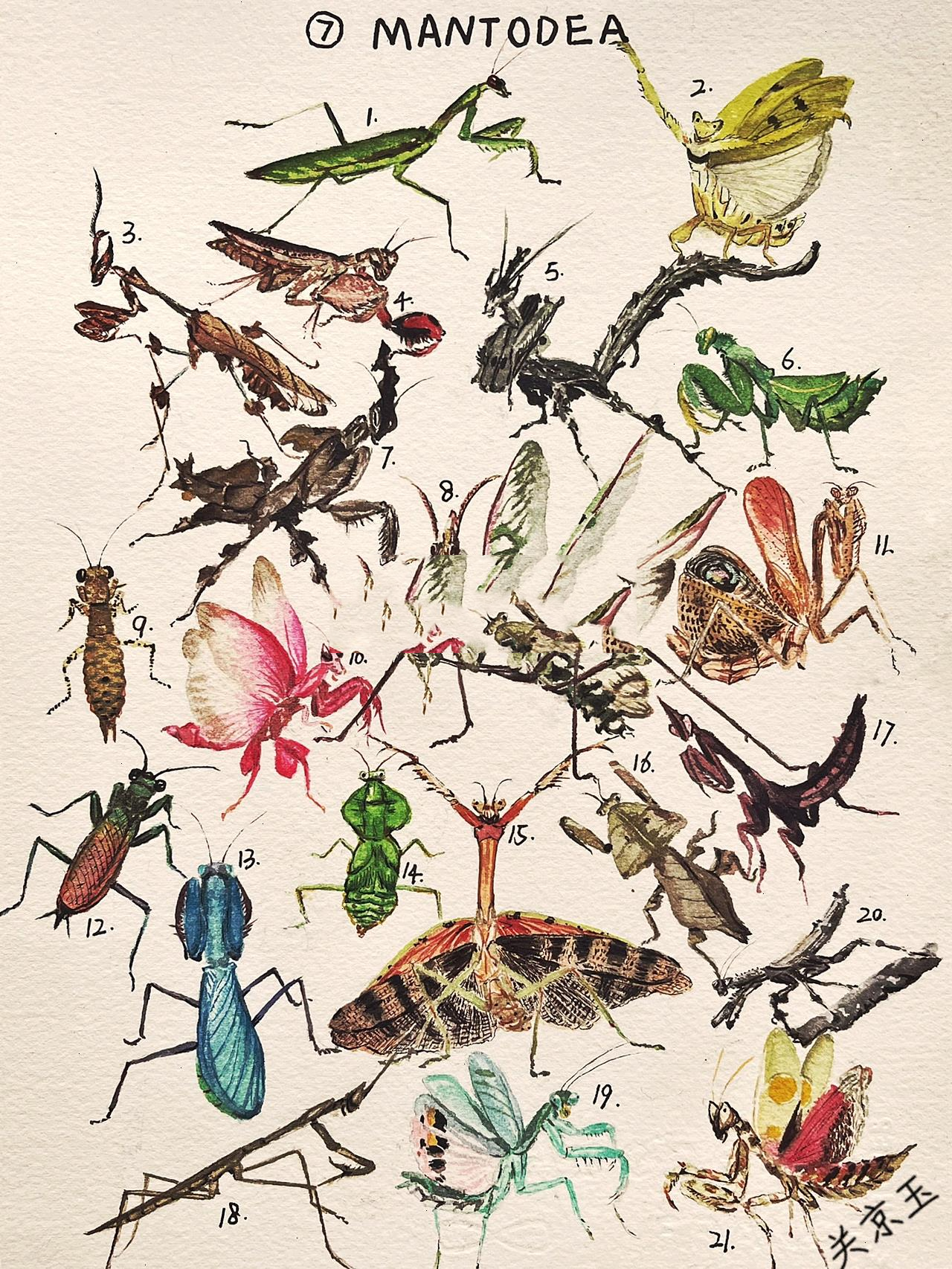 昆虫记图鉴7:螳螂目