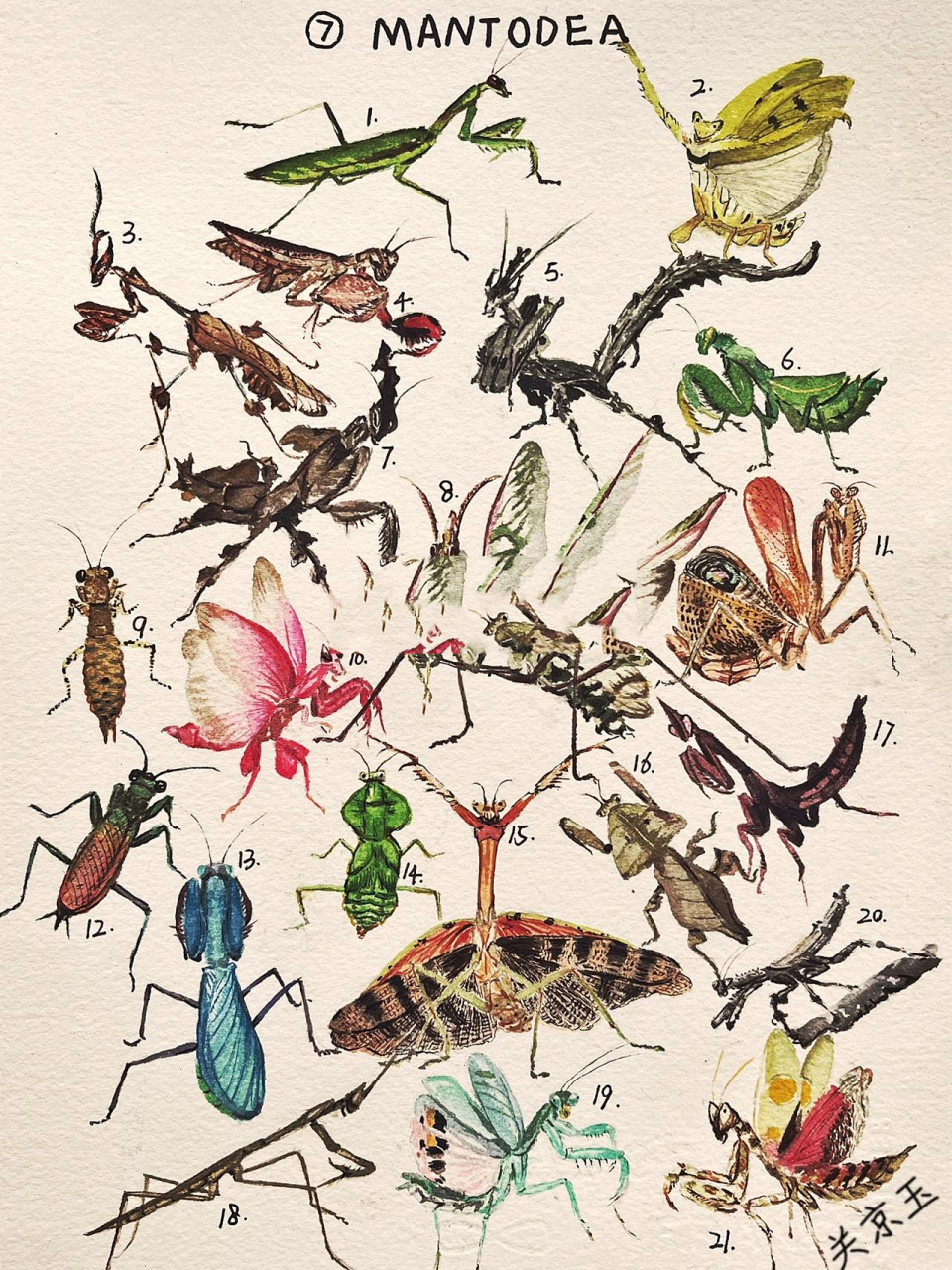 昆虫记图鉴7:螳螂目(mantodea) 螳螂目(拉丁学名:mantedea)统称"螳"