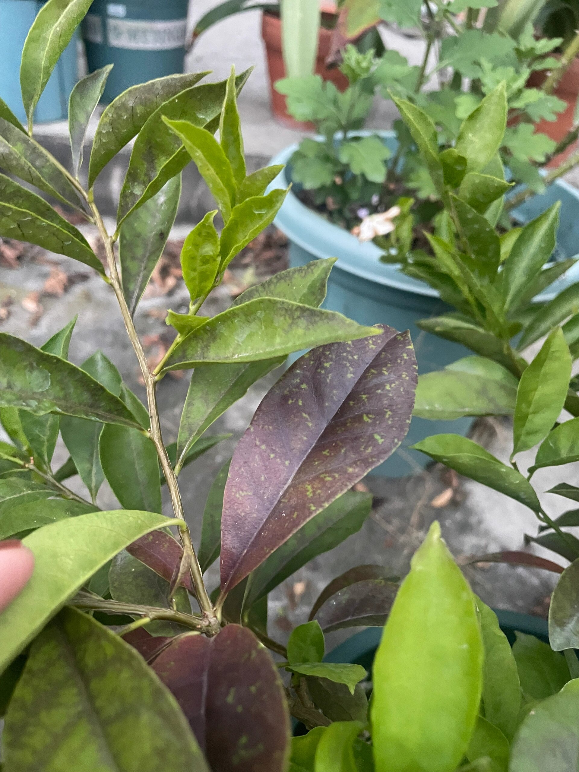 茉莉花叶子发黑发红这是咋了 双色茉莉夏天还好好的,前阵子开始叶子发