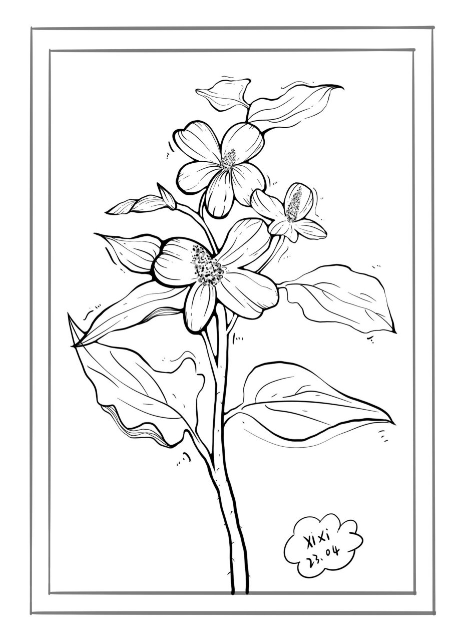 植物草药—鱼腥草!