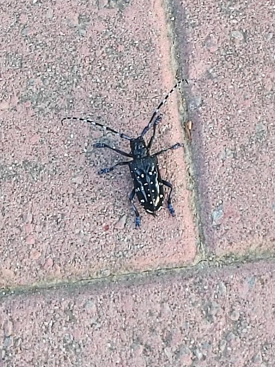 我们那叫"山水牛牛".