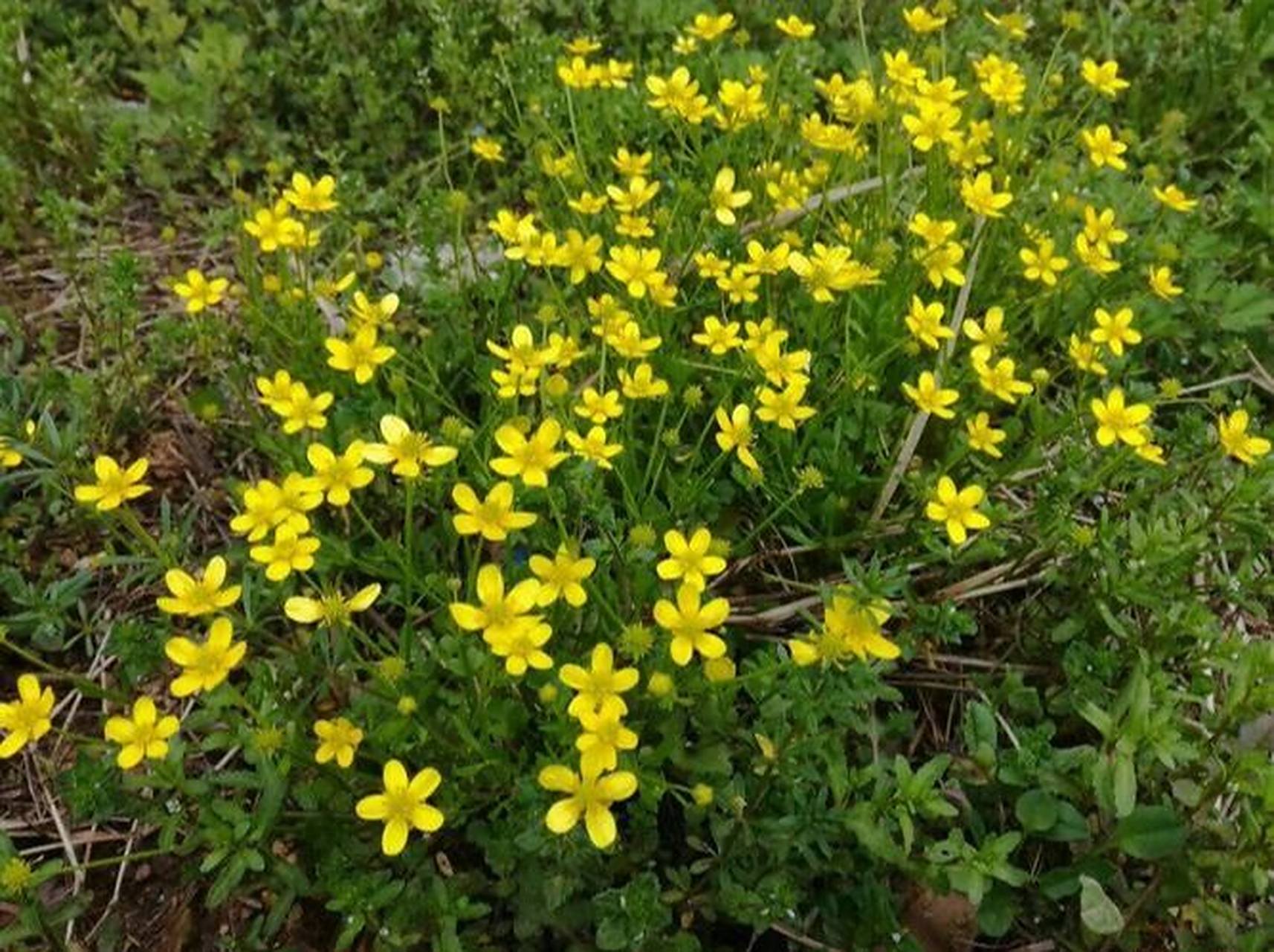 猫爪草具有祛痰,祛痰,散结,解毒,消肿止痛等功效.