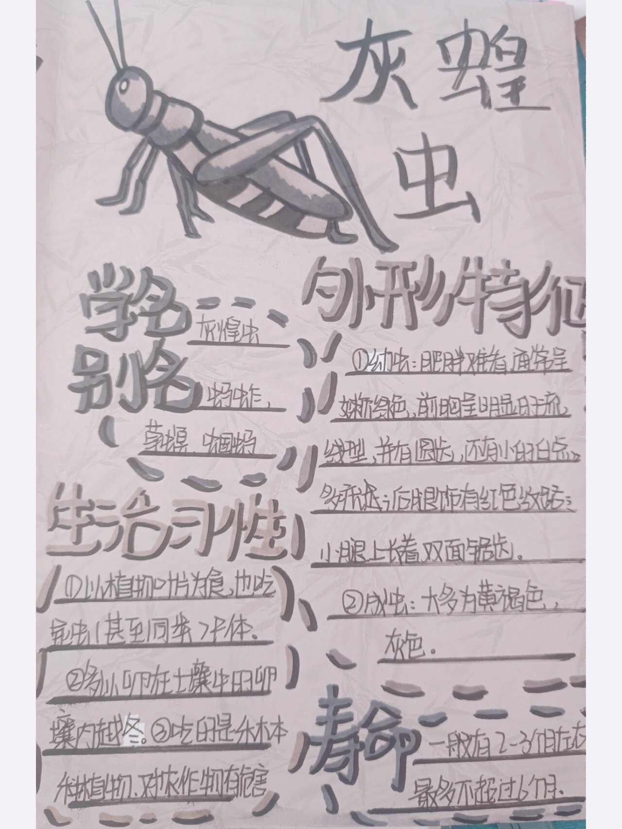 99《昆虫记》之灰蝗虫