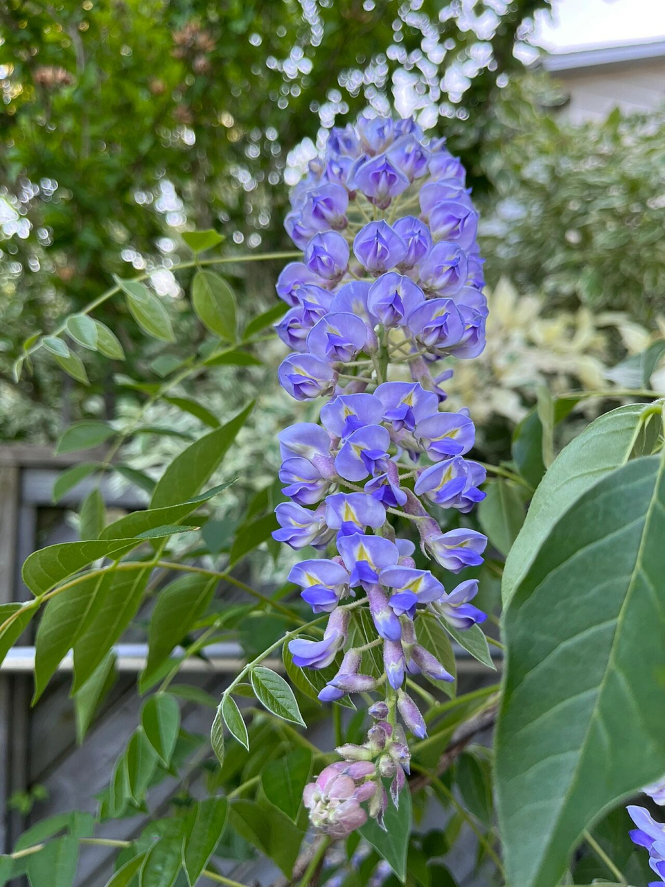 紫藤-蓝月 wisteria blue moon 紫藤wisteria 在9