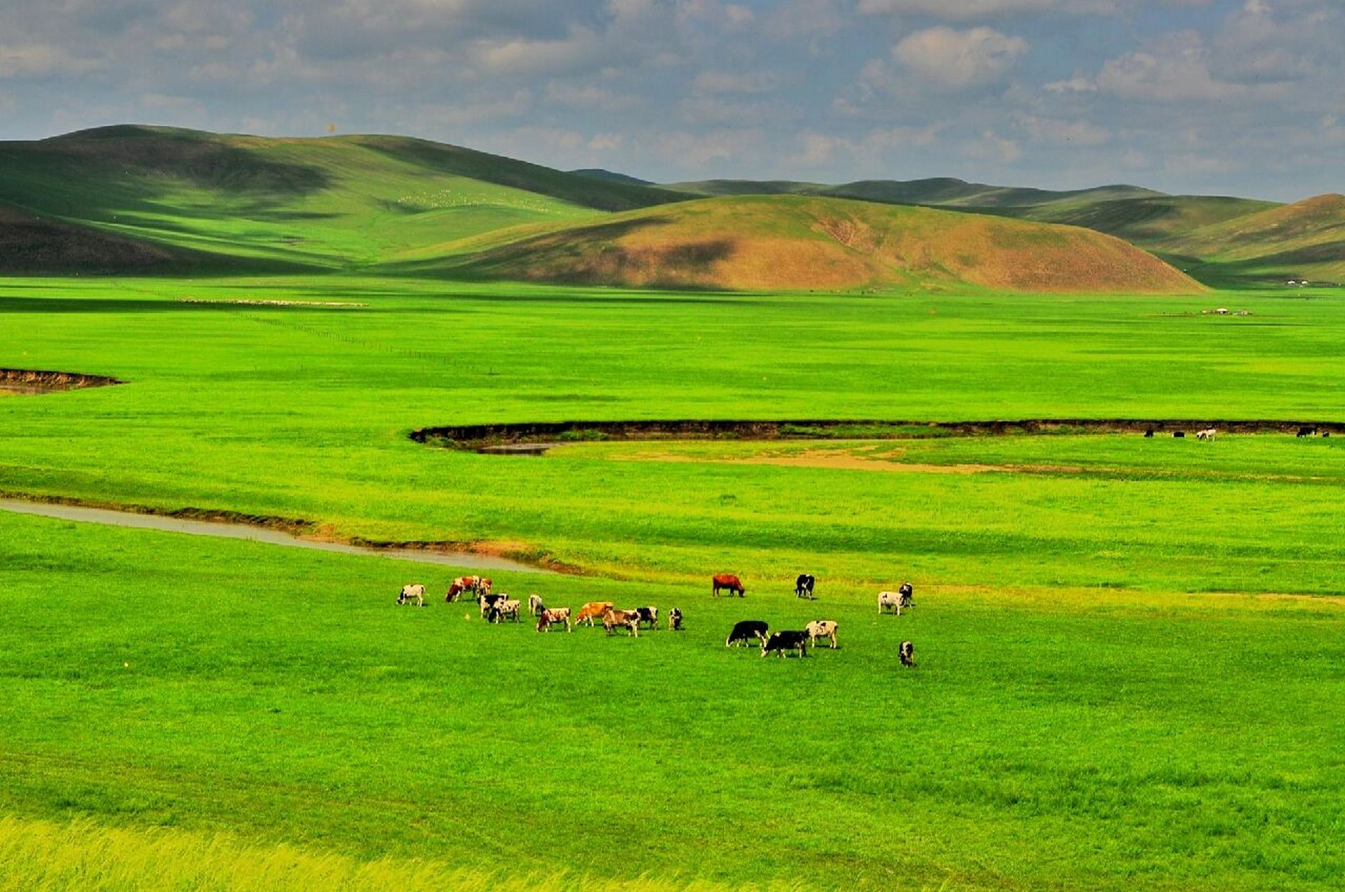 内蒙古大草原就像绿色的海,内蒙古三大草原呼伦贝尔大草原,锡林估勒