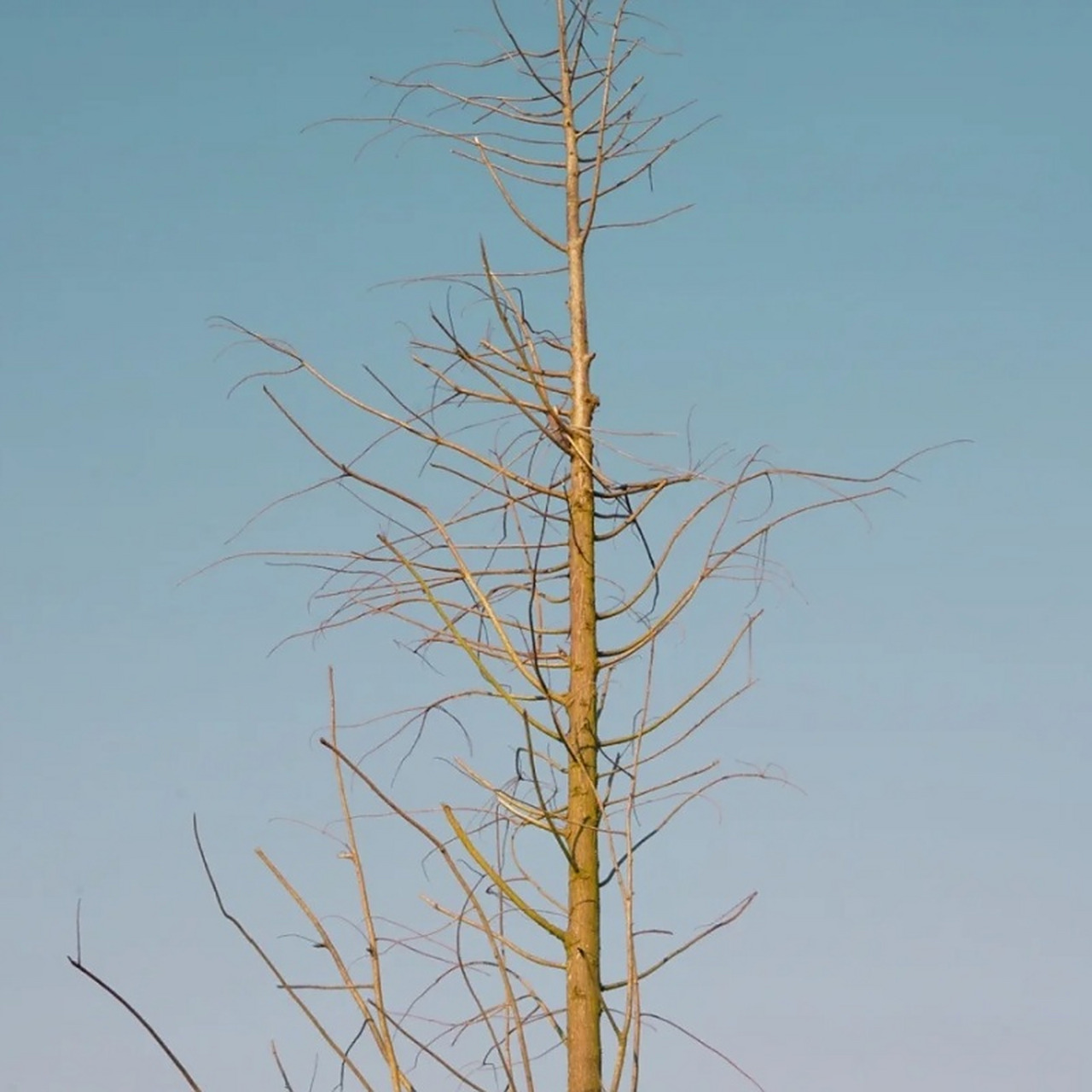 大树图片高清图 91"如果有来生,要做一棵树,站成永久,没有悲欢的