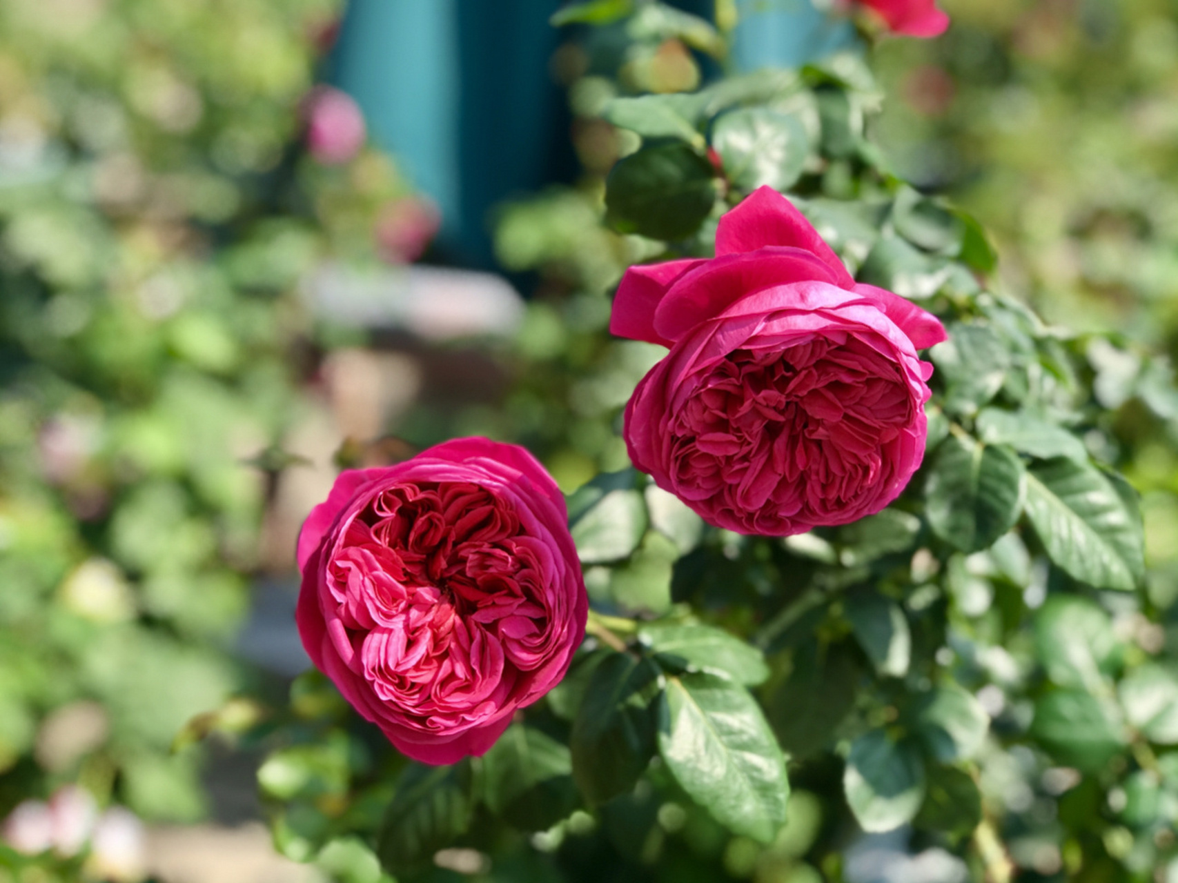 伊芙酒窖月季/分支性好/浓香/耐热 伊芙酒窖顾名思义说的是它的香是