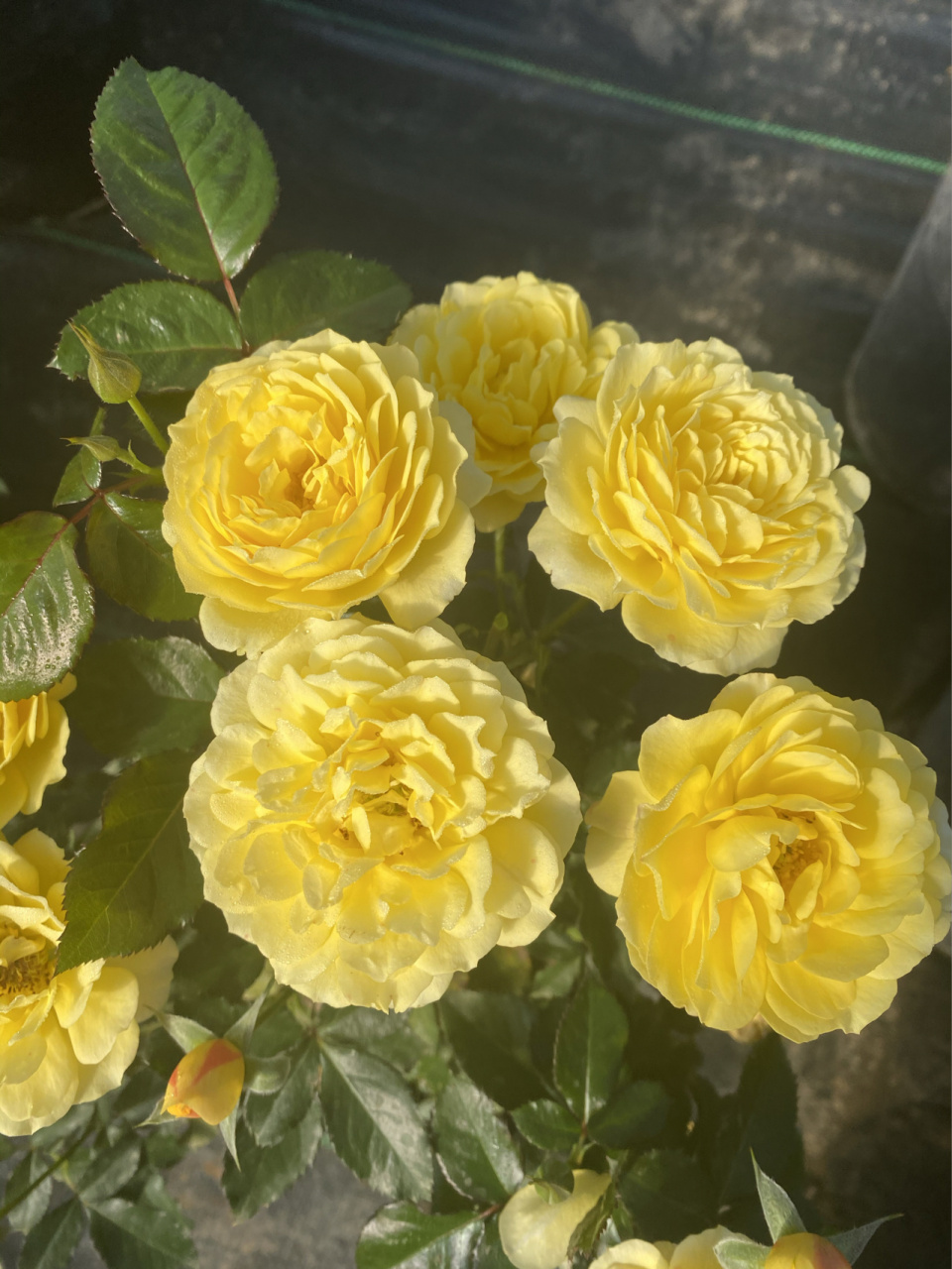 星座系列月季-狮子座(拍摄于10月22日) 95狮子座是由荷兰培育的星座