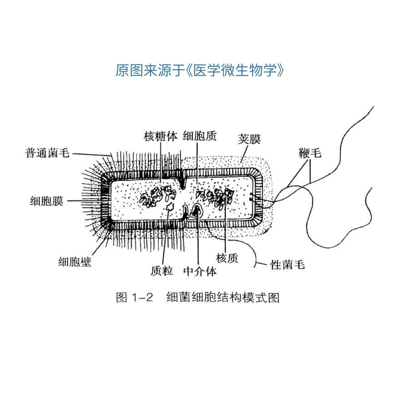 细菌结构图 细菌结构模式图. 扁平风格.