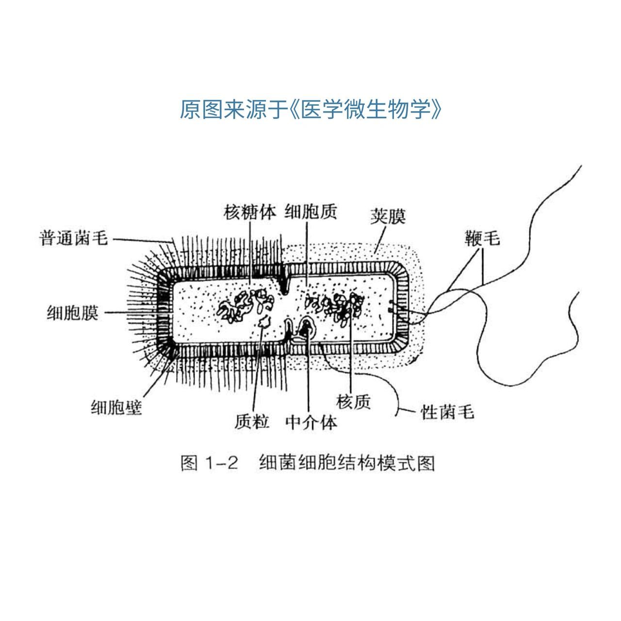 画出细菌的结构示意图图片