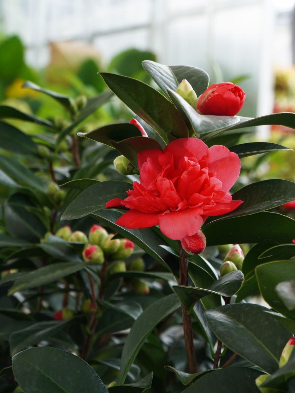 耐阴植物(二十) 四季茶花 四季茶花 94花期: 全年,9-10月盛花期