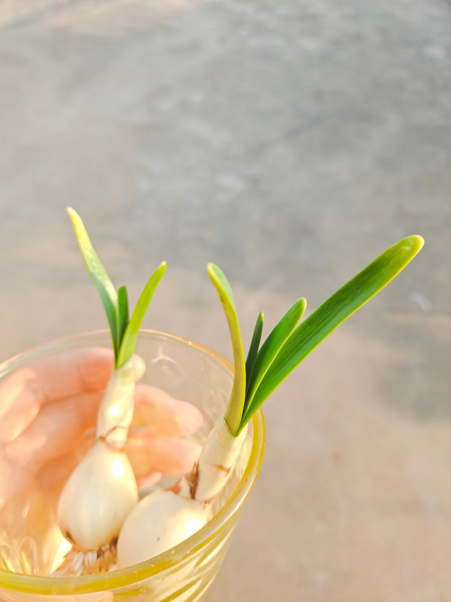 水仙花发芽过程图片图片