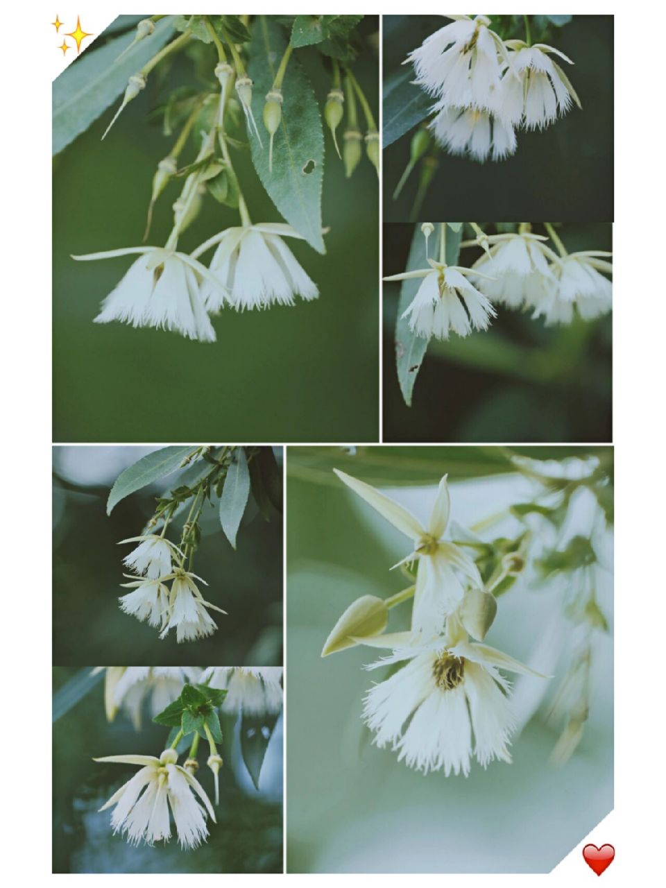 杜影,也叫假杨梅～～ 杜英的叶子就好像杨梅的叶子一样,长相很相似,都