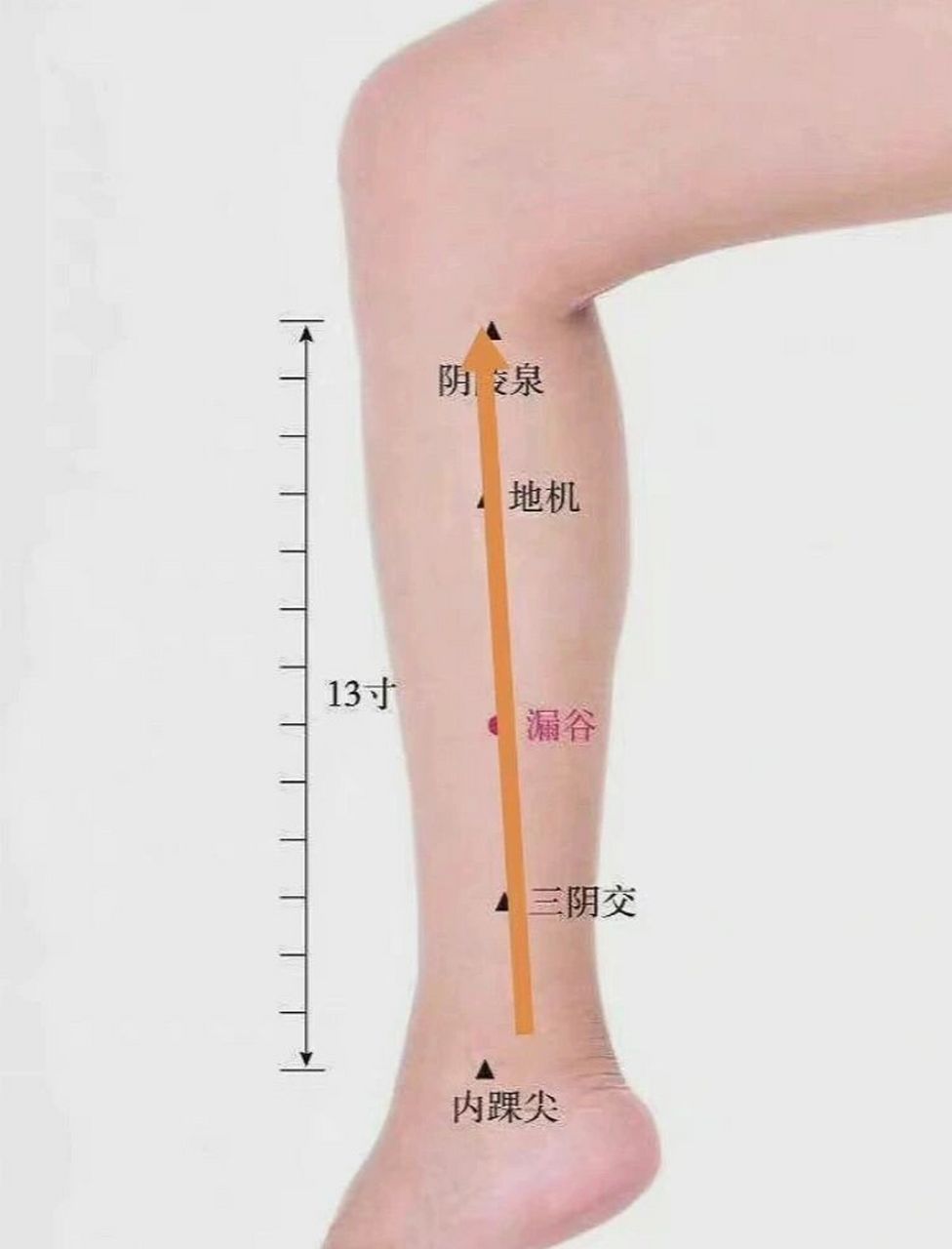 常用的三阴交和阴陵泉两枚大穴就在脾经上,脾经是在腿部内侧,吻们
