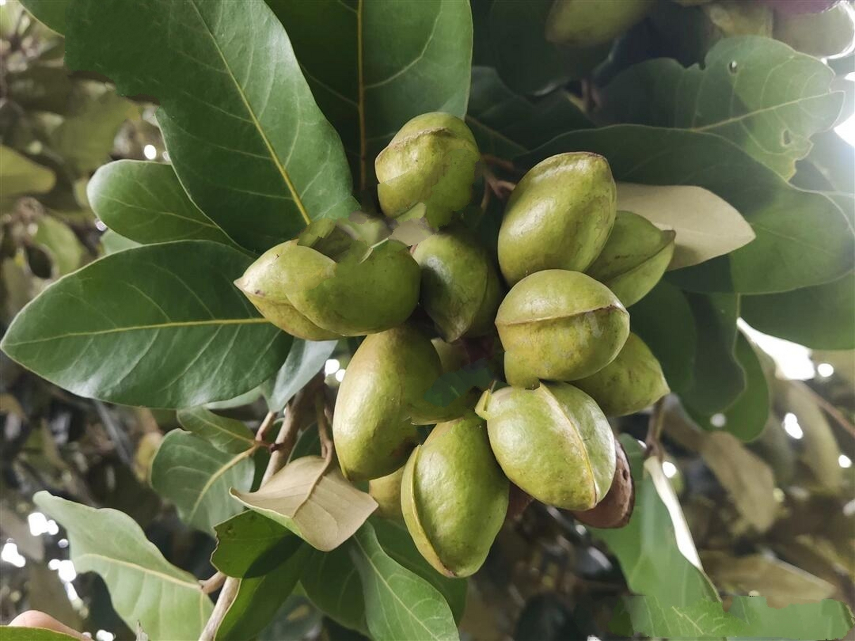 突然想通了银叶树果为什么有一条棱 一直觉得银叶树种子的结构很奇特