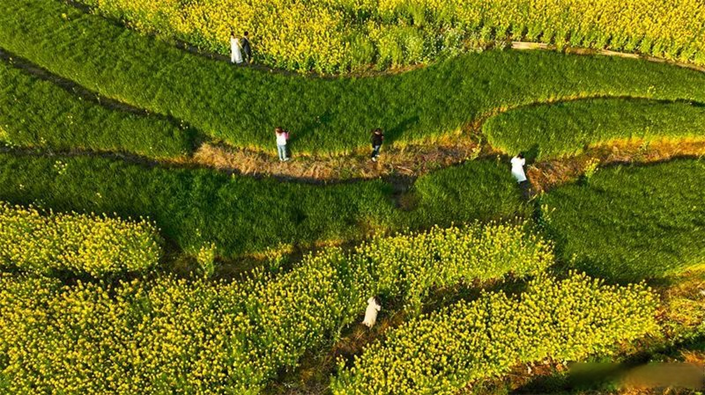 春天,腾冲市界头镇成了高黎贡山下的"花园盆地".