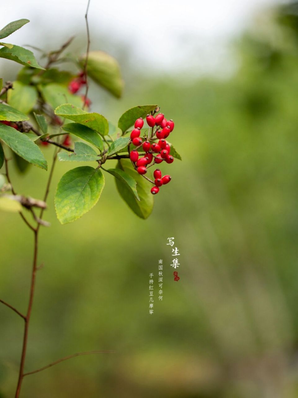 琼花果实图片