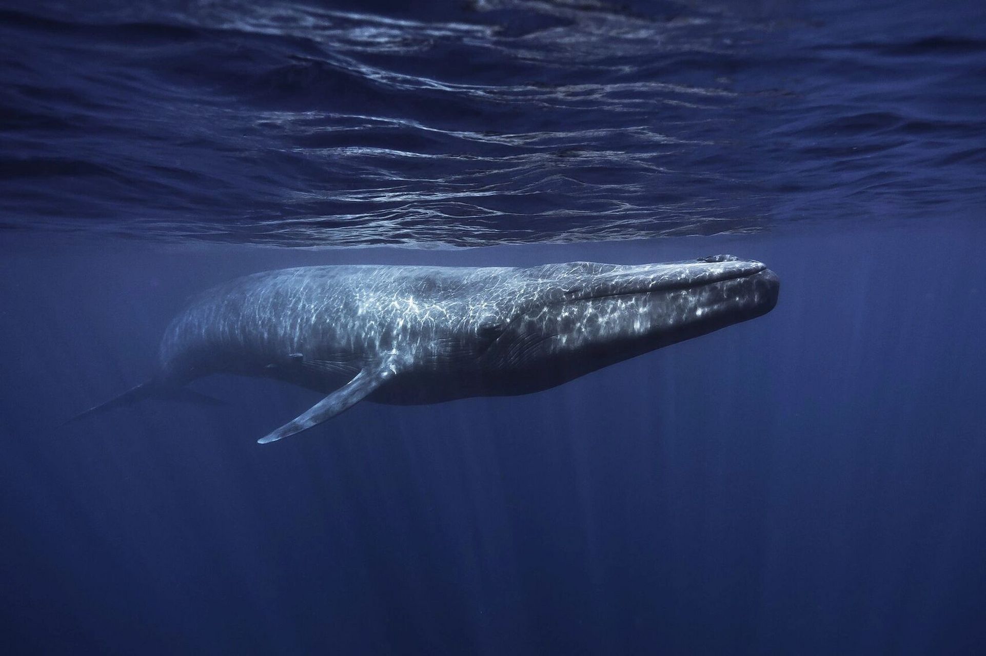 【 蓝鲸 |blue whale 】 	 蓝鲸除了是世界上最大的动物,还是世界上最