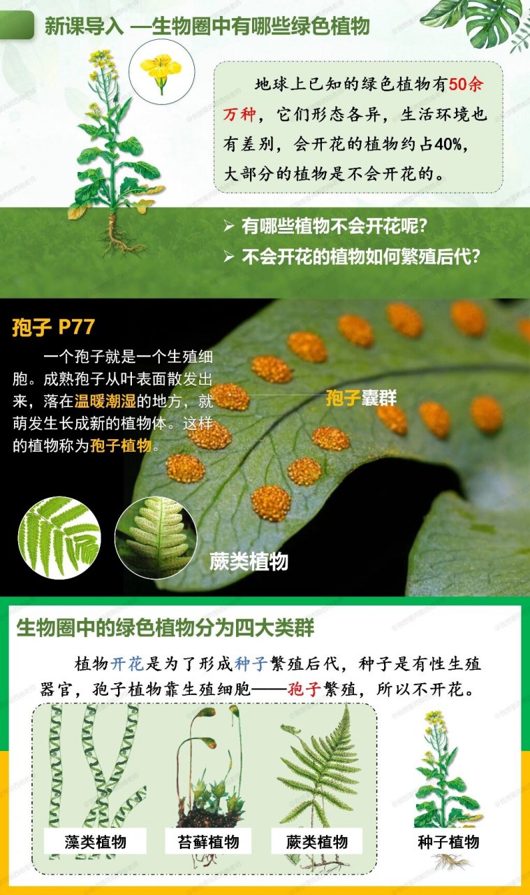 藻类植物图片及介绍图片