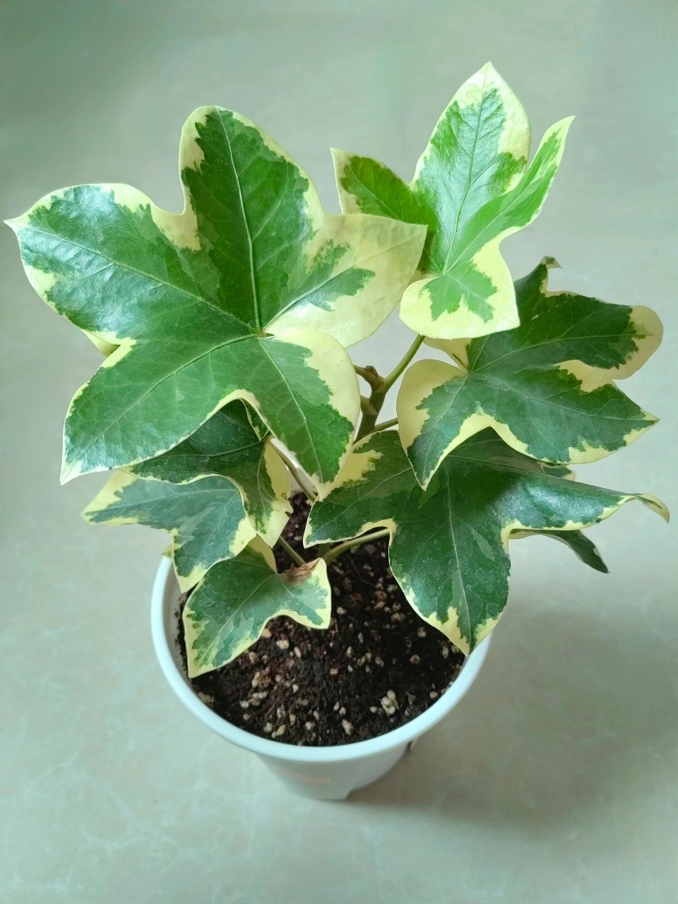 新入手一棵花叶熊掌木91 在有寻家入手的第二盆小绿植～ 花叶熊掌木