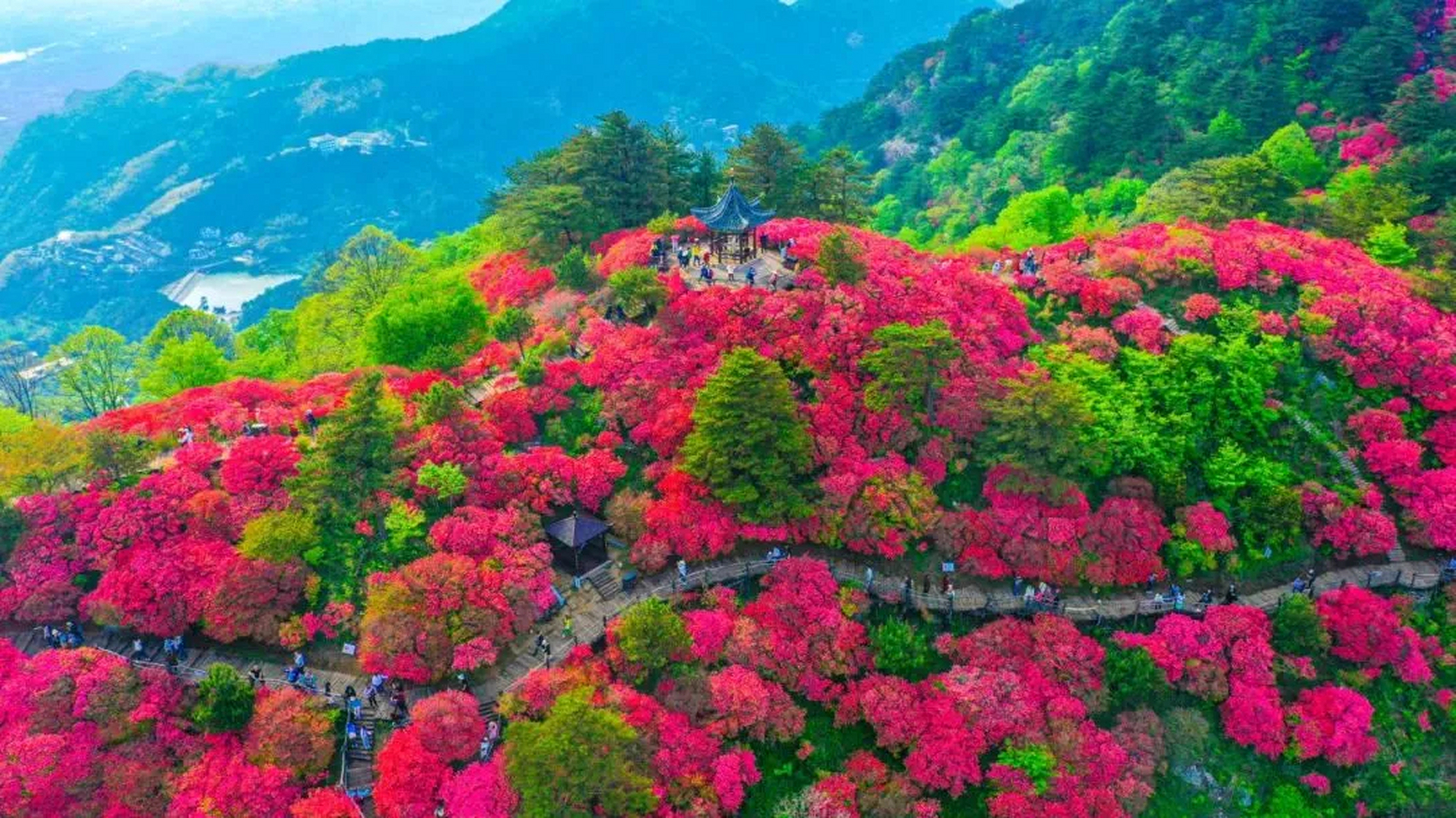 假期杜鹃花观赏指南】杜鹃花期在20天左右,黄冈现下正是"杜鹃时间"