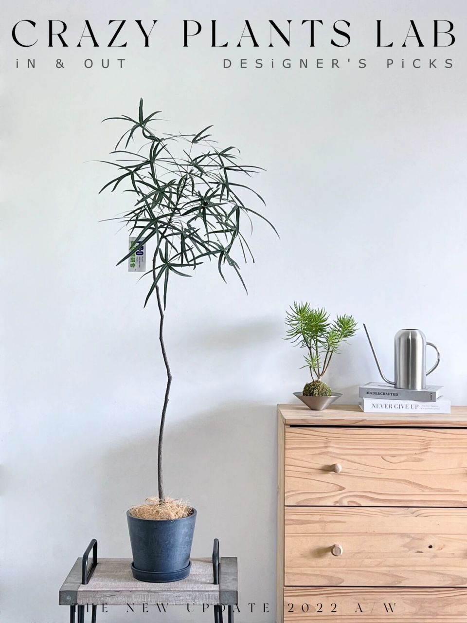新晋客厅c位懒人植物澳洲昆士兰瓶干树盆栽 小众进口盆栽,婀娜多姿的