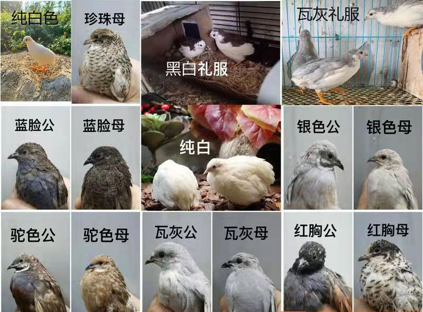 芦丁鸡区分公母 如图,除了白色 其余的公母是有颜色区别的.