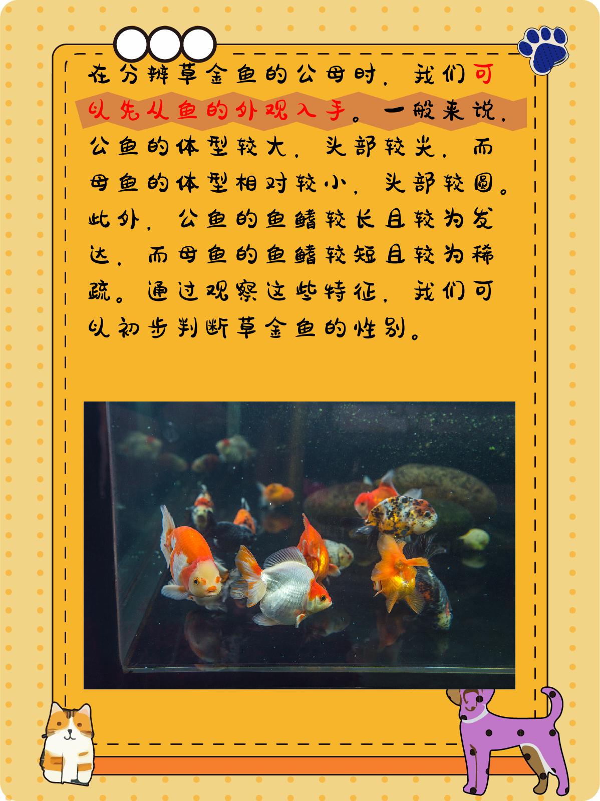 草金鱼怎么分辨公母