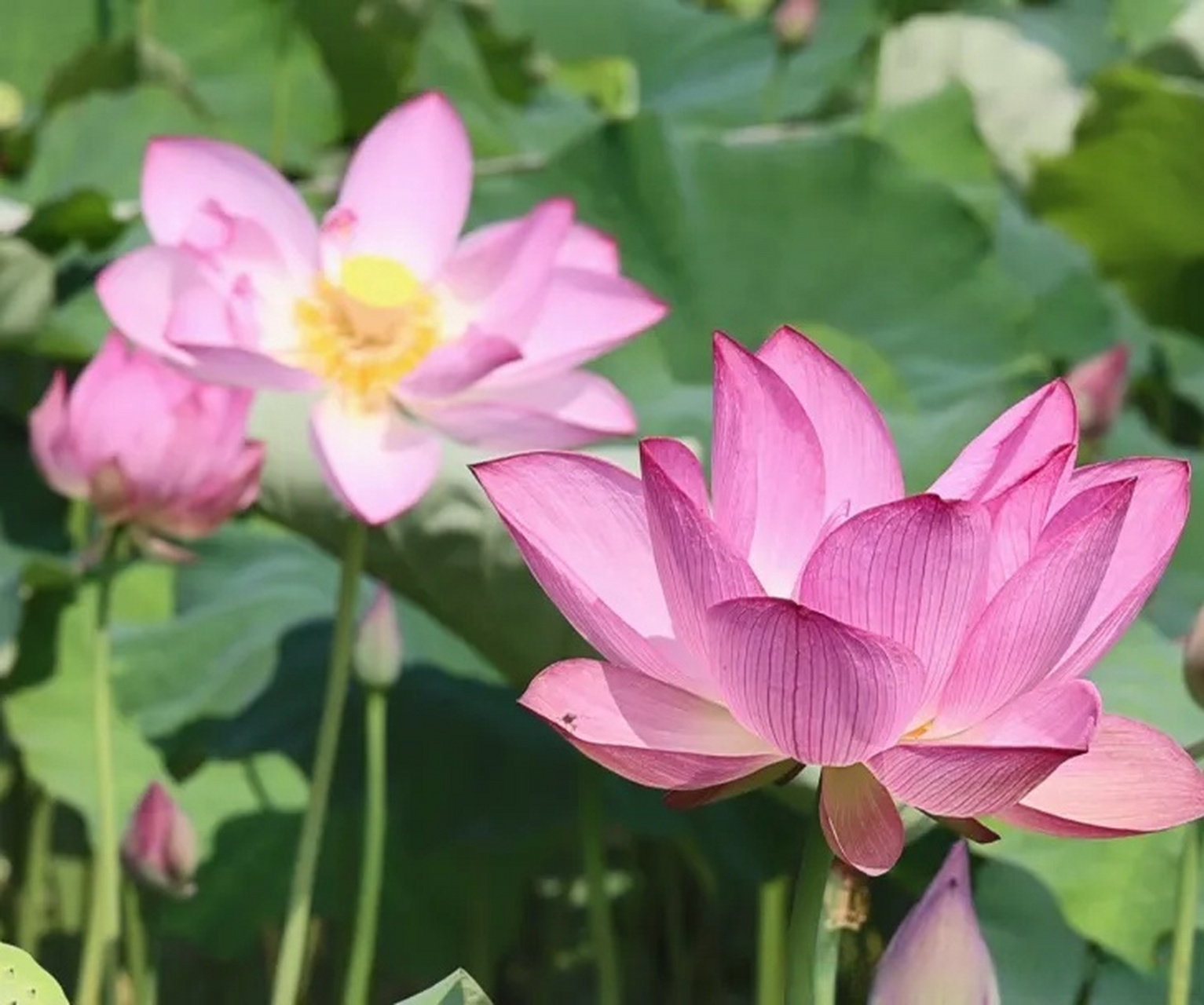 汉阳峰天池九子莲花图片