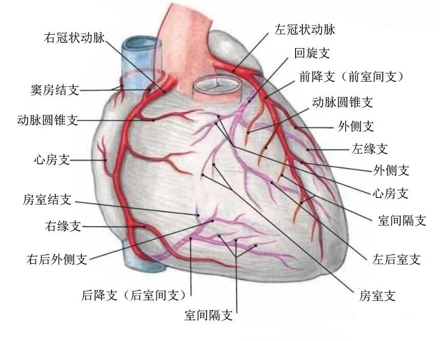 更正一下,图中标的对角支,由左主干直接发出,应该称为中间支.