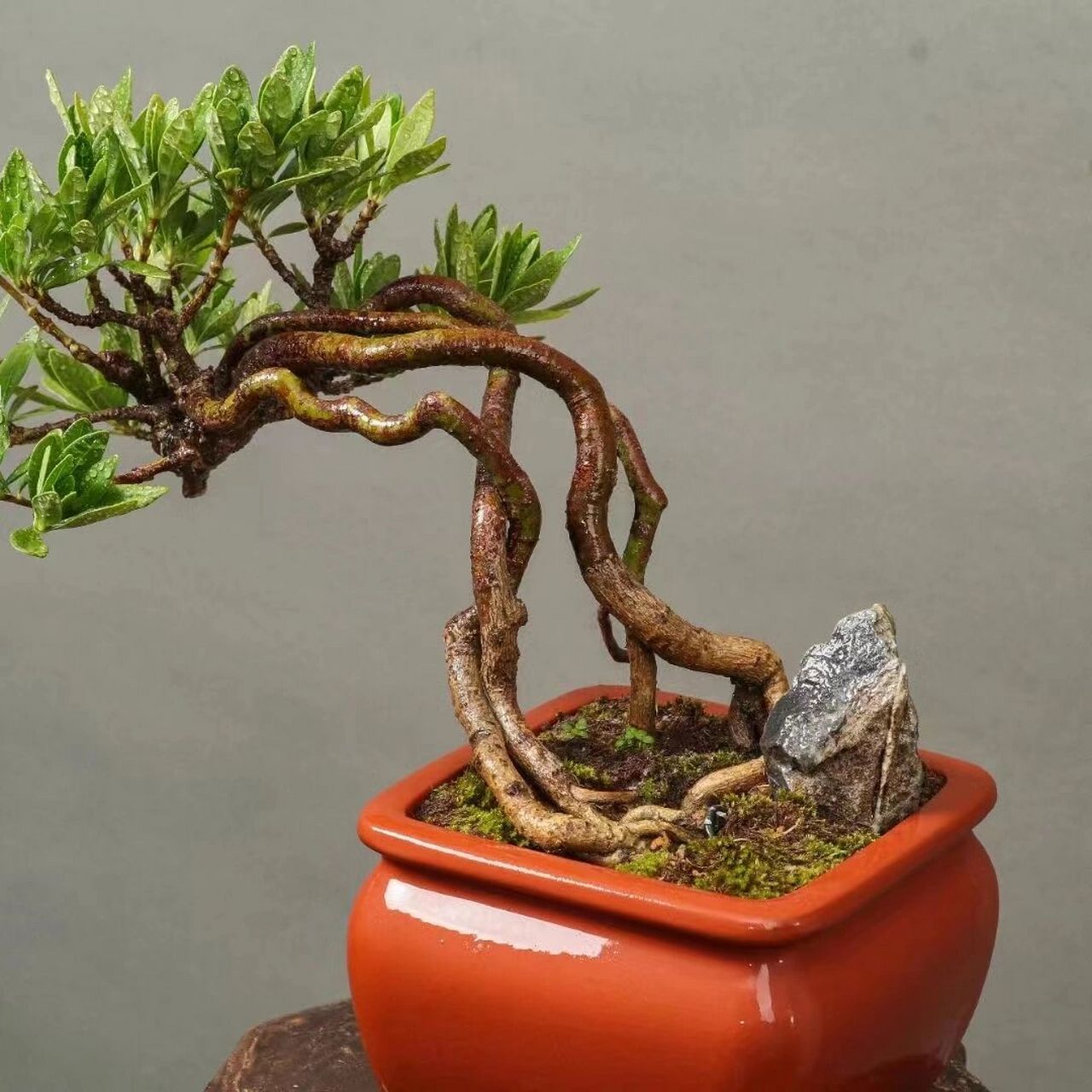 日本进口清誉栀子花,开白色花,洁白无瑕, 日本进口清誉栀子花,开白色