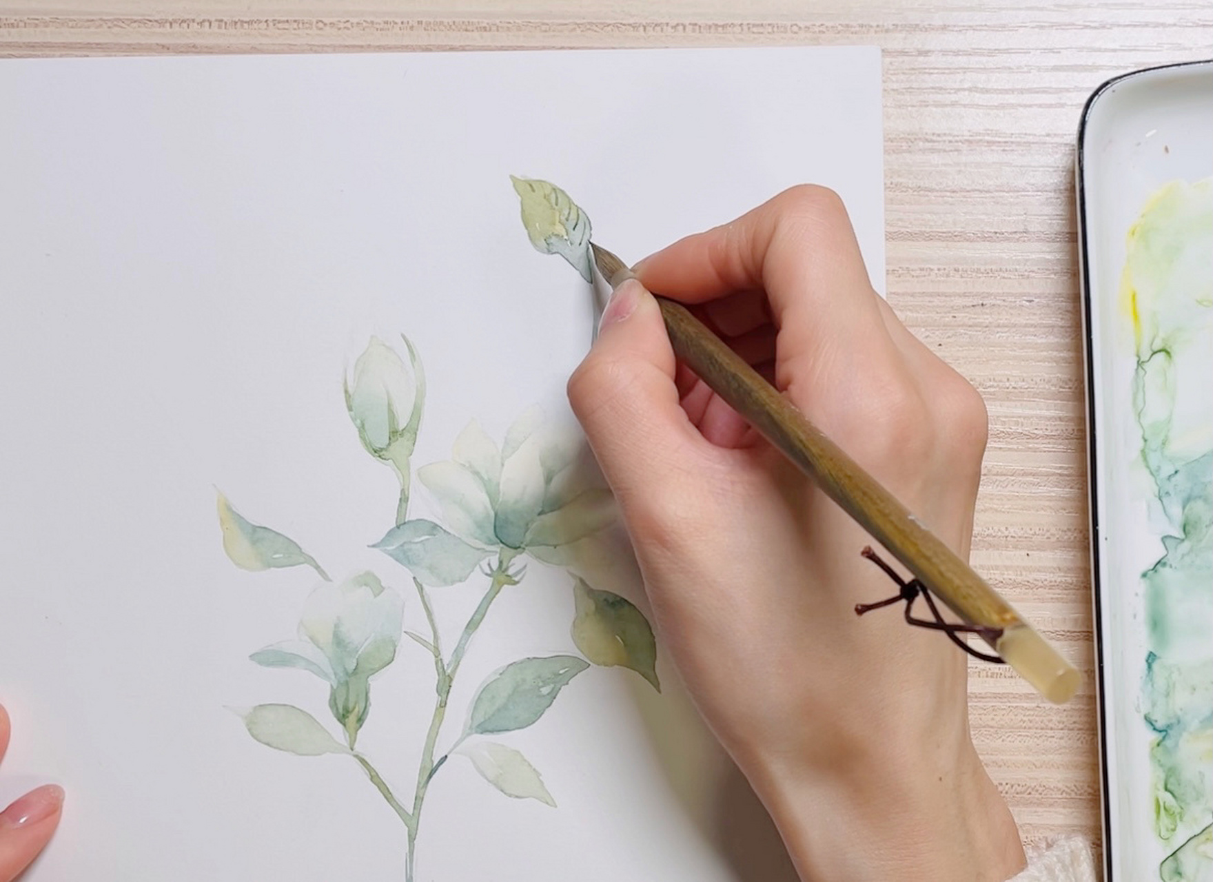 原创水彩花卉|白乎乎香喷喷的茉莉 很喜欢茉莉花清幽的样子和味道