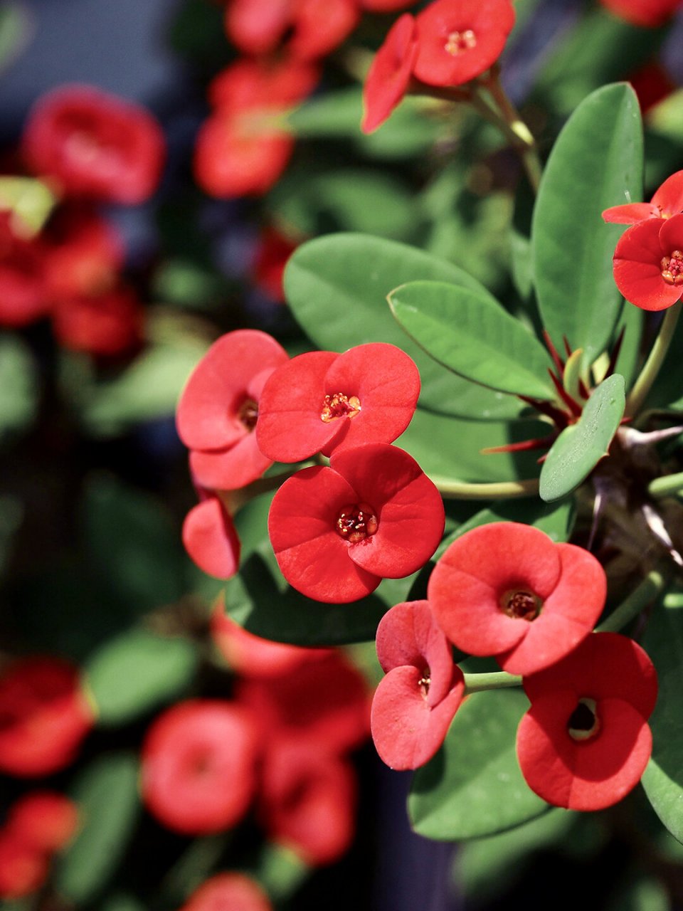 每天一种花草养护知识 | 铁海棠(虎刺梅) 名:铁海棠/euphorbia milii