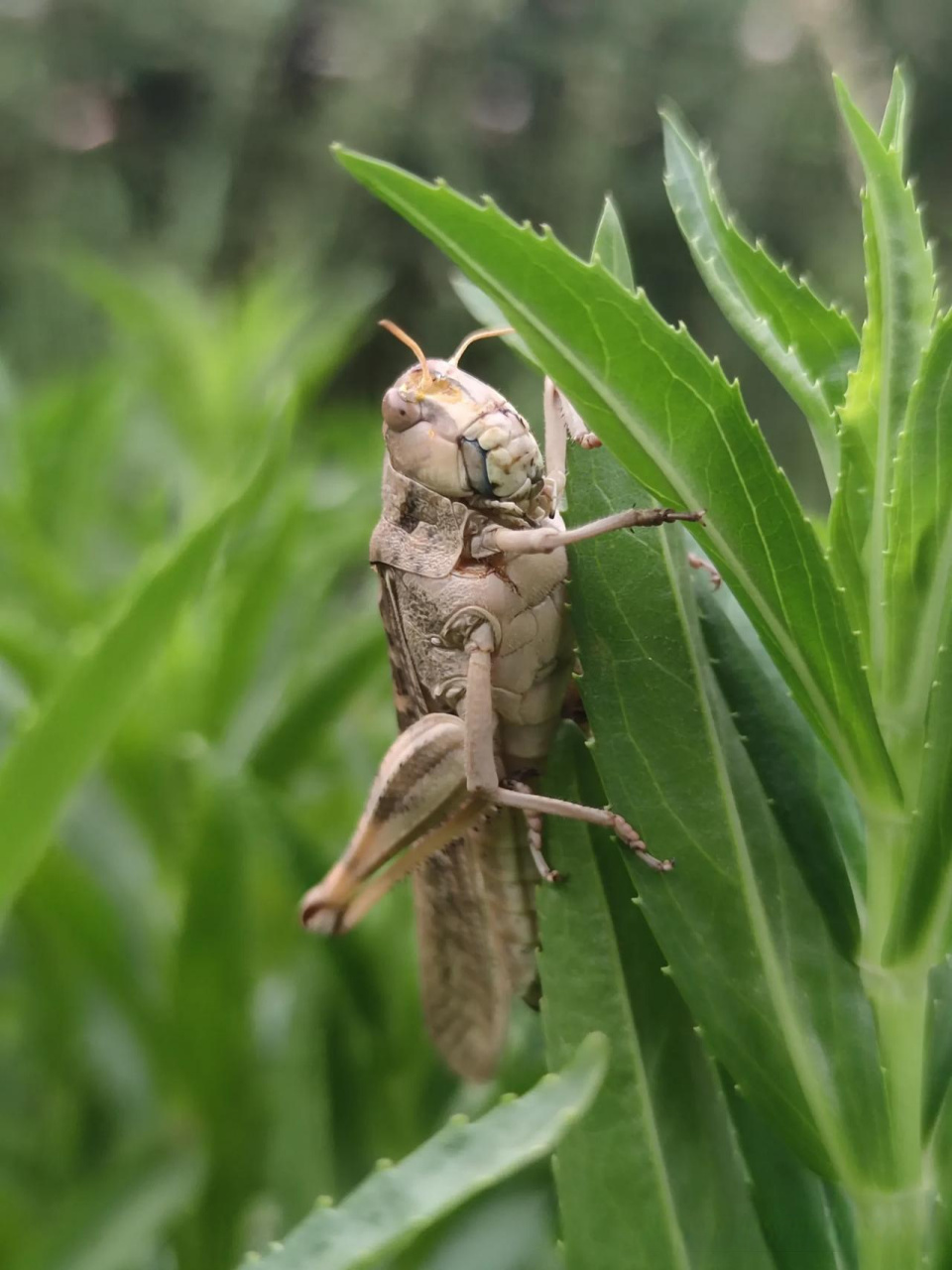 蝗虫的样子图片