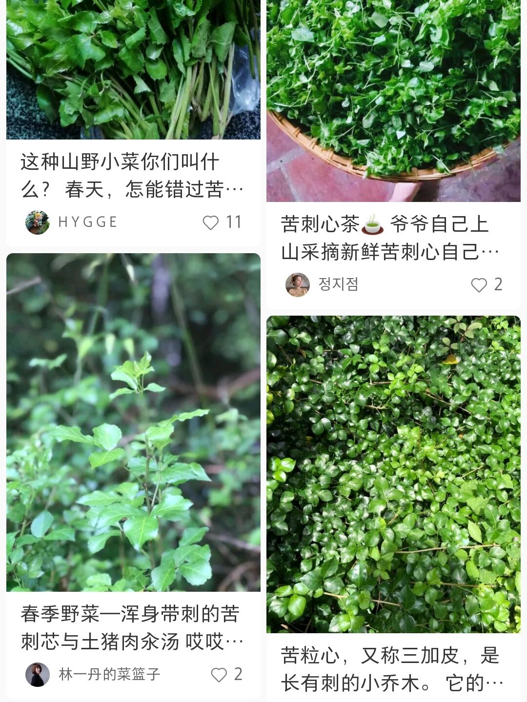 玉林市哪里有苦刺心(簕菜)这个野菜卖