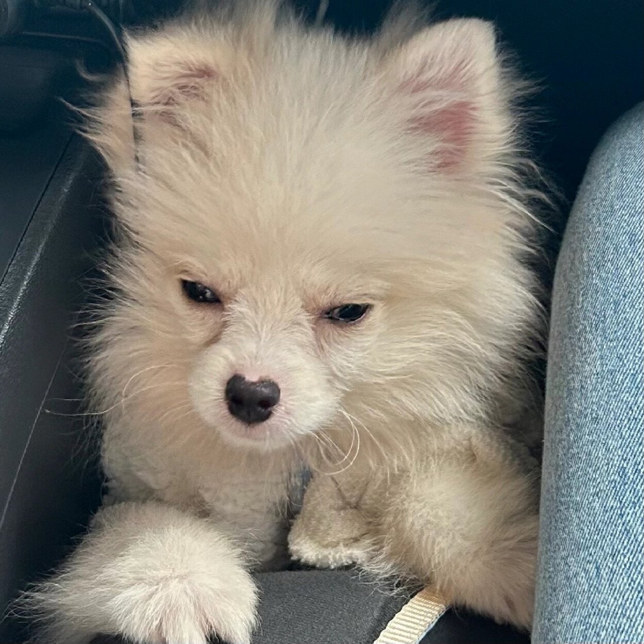 救命博美尴尬期不立耳了 狗子四个月了,开始变猴子,突然耳朵也开始趴