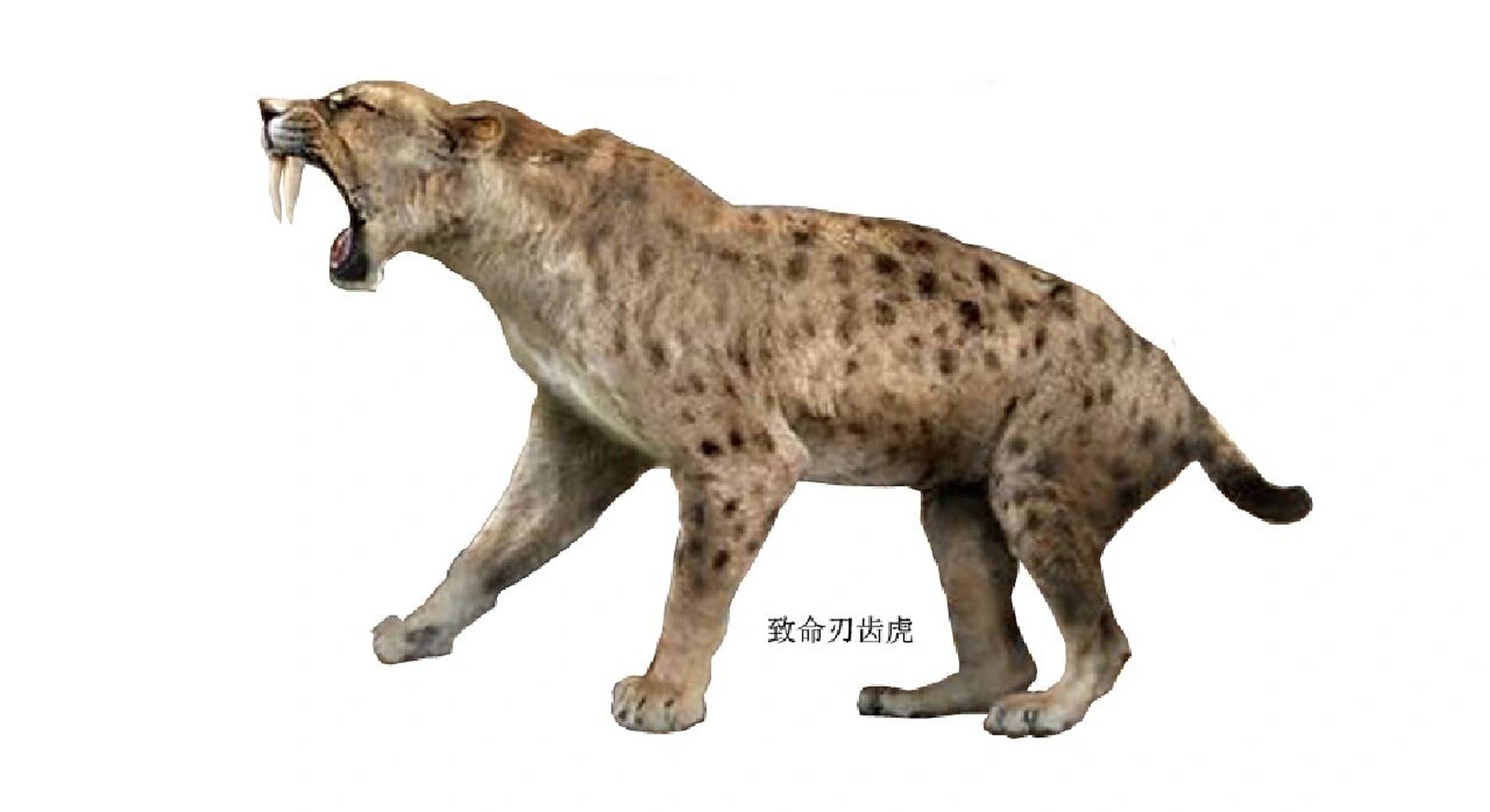 刃齿虎 毁灭刃齿虎 致命刃齿虎 纤细刃齿虎 剑齿虎中最具代表性的是
