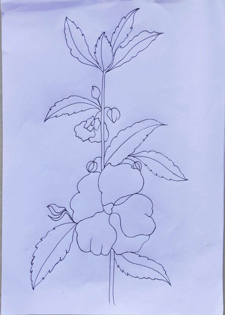 凤仙花 临摹练习36《一笔一世界》 生活中值得高兴的事情太多,别把