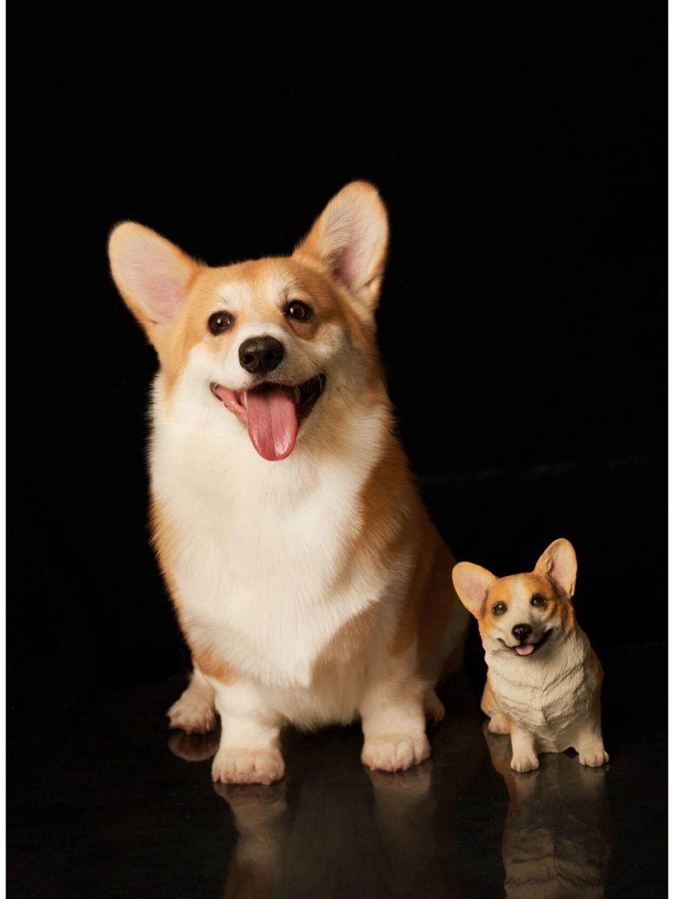 柯基写真!狗狗照片!帅气!      感谢犬舍老板的福利!