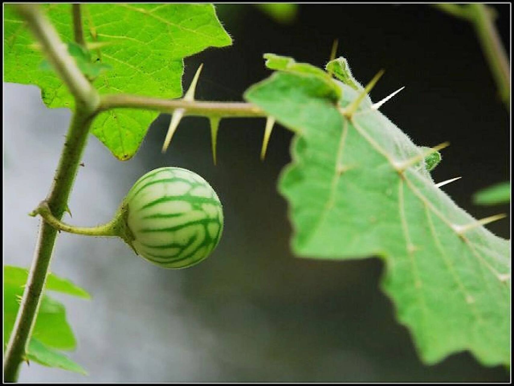 农村有名的药材"两面针",别名又叫鸟不踏 两面针,中药名.