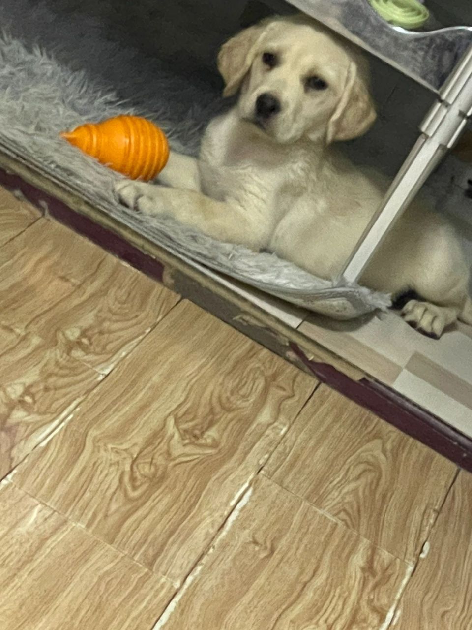 猫瘟会传染给狗吗 买了俩只猫是星期猫 猫瘟会传染给狗吗