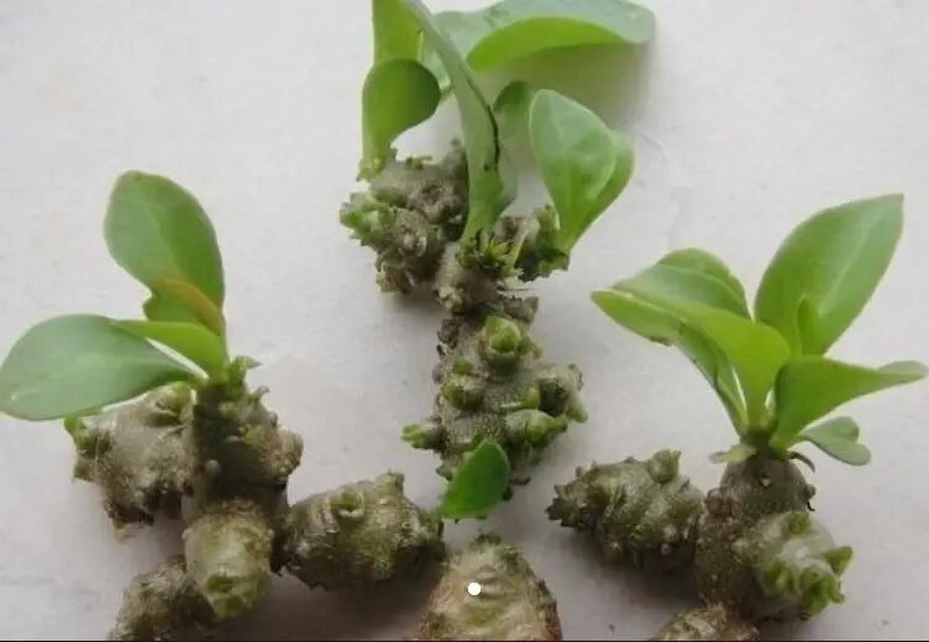 土三七和藤三七 你认识土三七和藤三七吗?